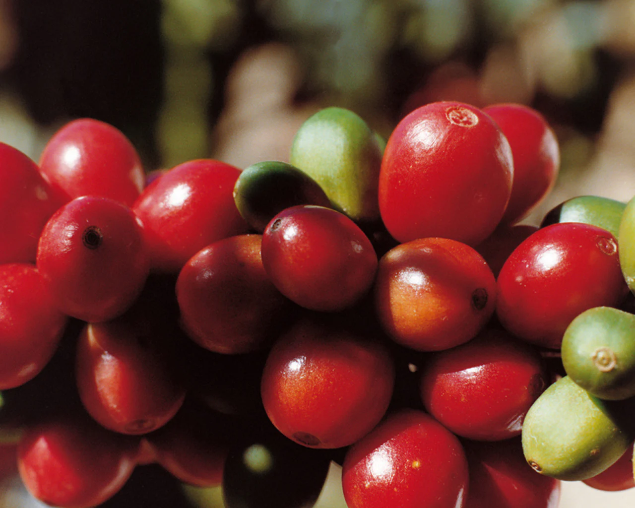 granos de café verde