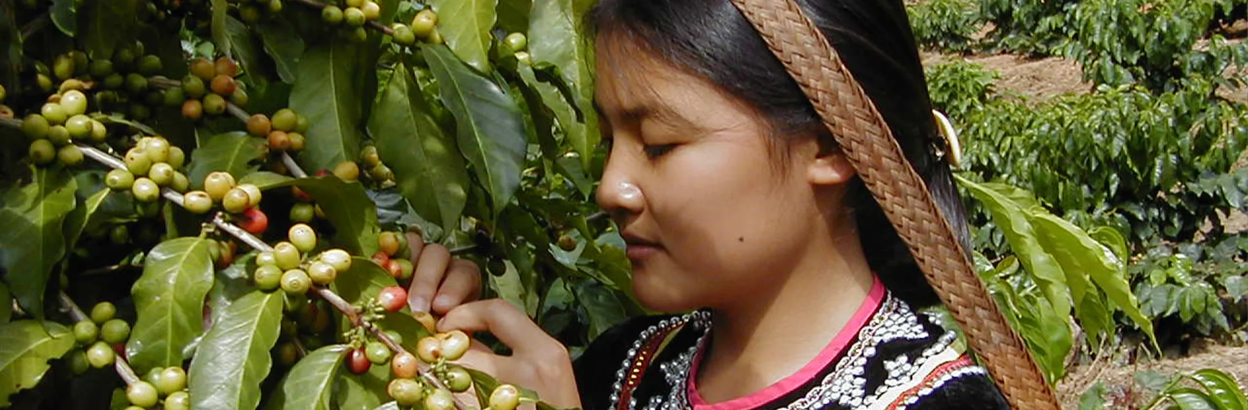 muchacha joven revisando y cosechando cafe verde kimbo