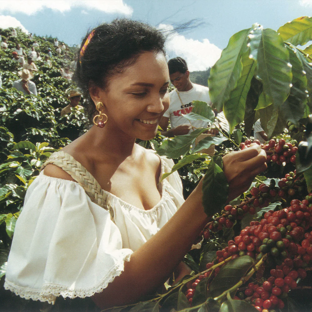 muchacha joven cosechando granos de café verde Kimbo